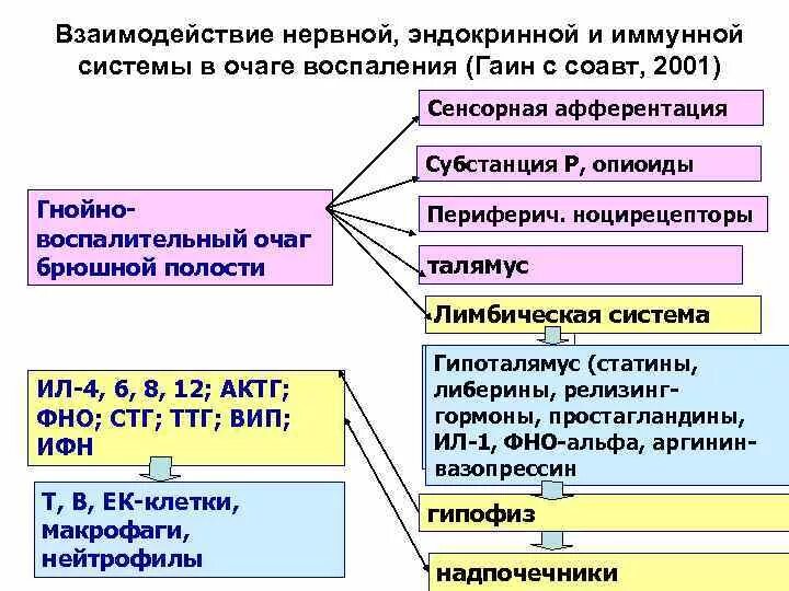 Эндокринная и иммунная система. Взаимосвязь иммунной и эндокринной системы. Нервная эндокринная и иммунная системы. Взаимодействие иммунной нервной и эндокринной систем. Взаимодействие нервной и эндокринной системы.