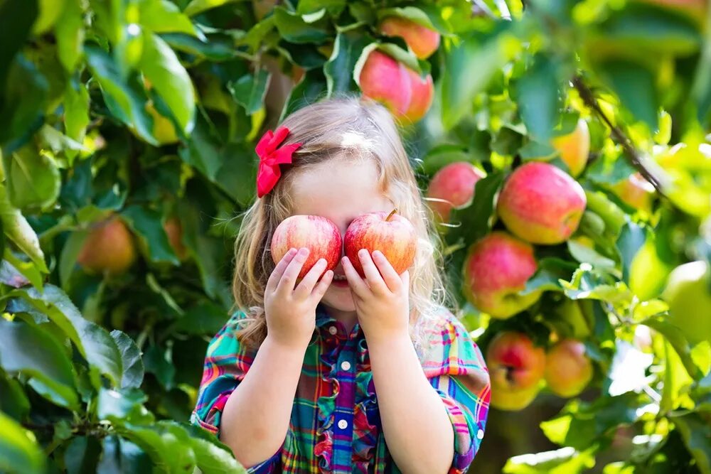 Фруктовый папа. Фрукты летом. Фрукты для детей. Яблоки в саду. Дети с яблоками в саду.