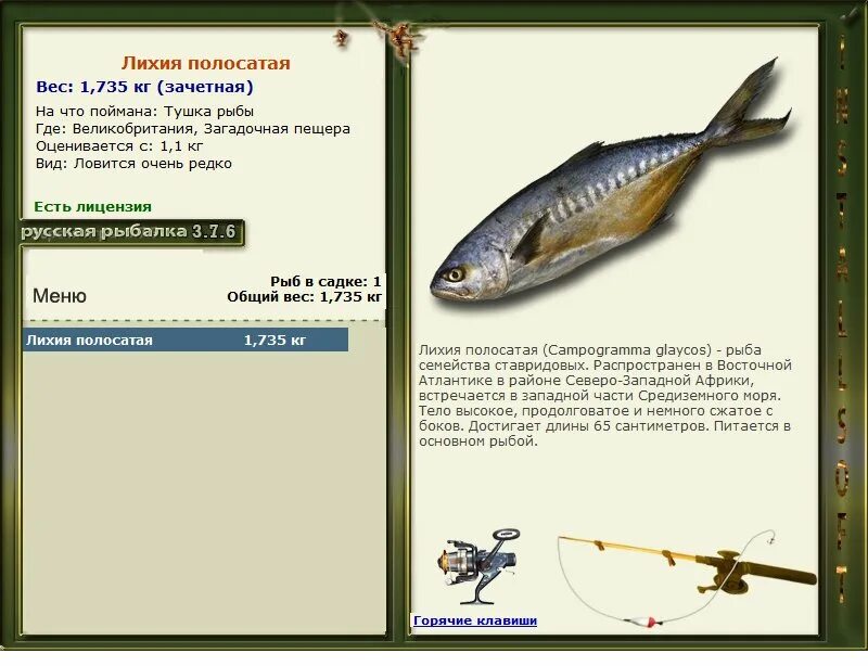 Семейство ставридовых рыб список. Лихия полосатая. Русская рыбалка 3 7 6 Италия лихия полосатая. Русская рыбалка 376