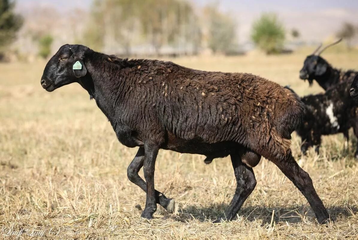 каракуль это какое животное. порода овец керли. каракуль ягнята. смушковые породы овец. ягненок каракульской породы.