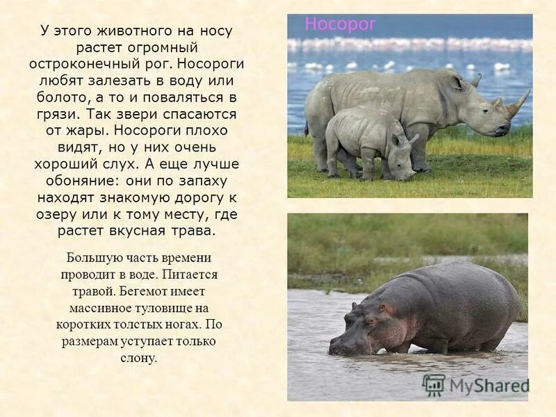 Носорог плохо видит. Девиз носороги. Слон факты носороги. Приспособление к жаре у носорога. Носорог природная зона