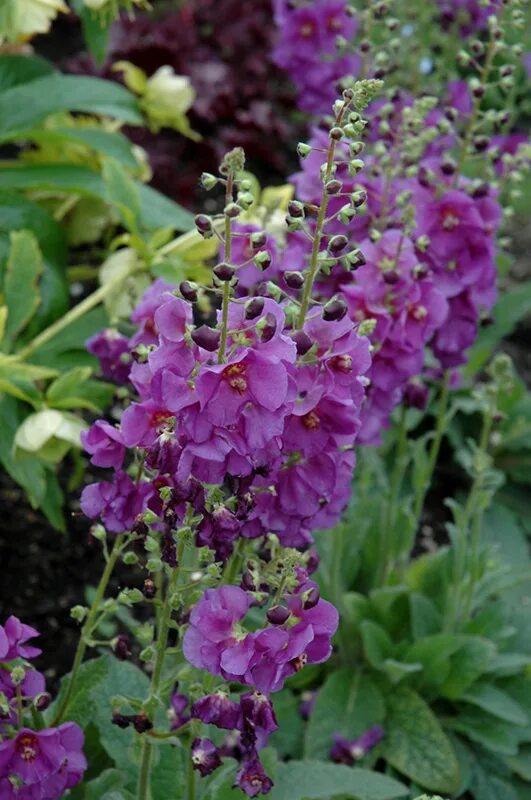 вербаскум многолетний выращивание. вербаскум многолетний выращивание. коровяк фиолетовый царский скипетр. коровяк гибридный 'south charm'. вербаскум многолетний выращивание.