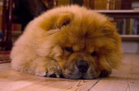 Вели чао чао чао песня