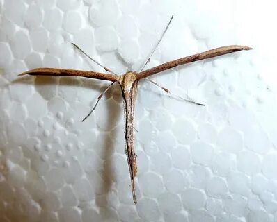 Emmelina monodactyla