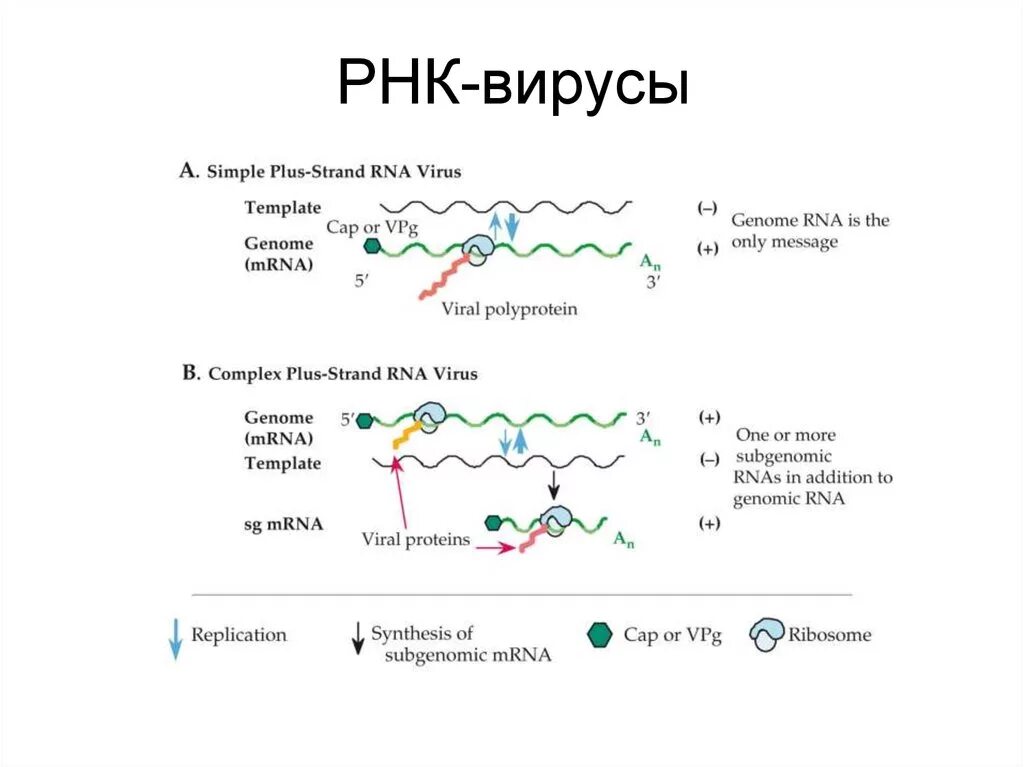 Геномные рнк. РНК полимеразный комплекс вирусов. Репликация вируса схема. Репликация РНК вирусов схема. Структуры ДНК или РНК вирусов.