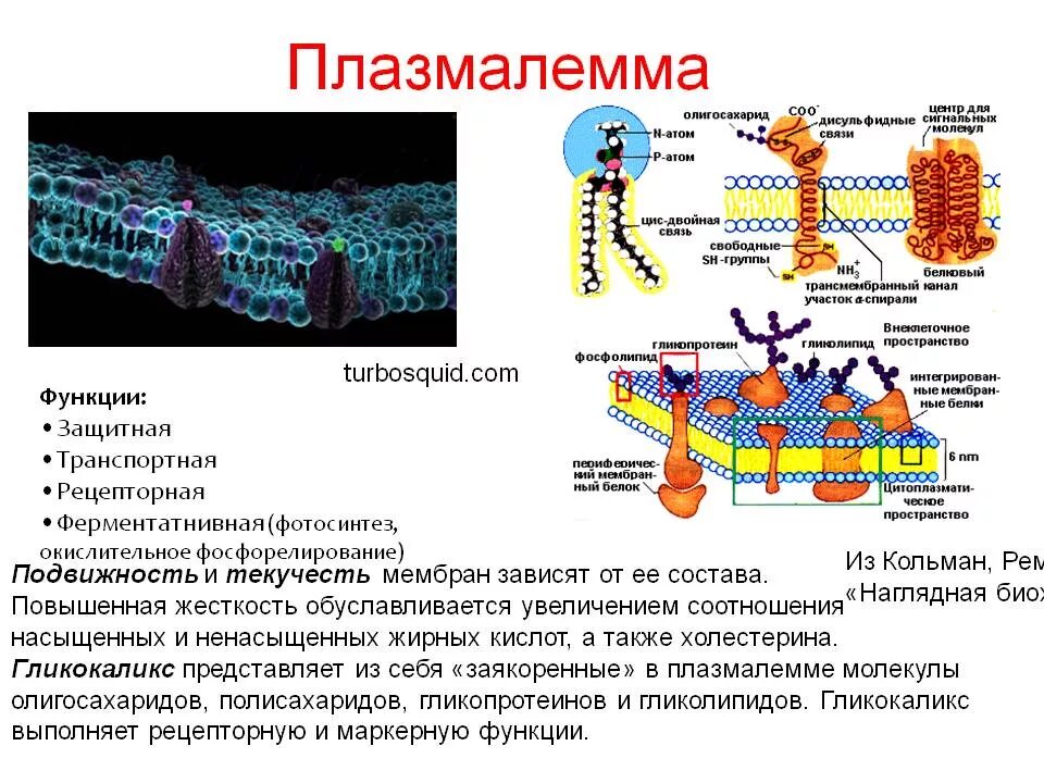 Плазматическая мембрана клетки не выполняет функции. Мембрана строение плазмолемма. плазматическая мембрана плазмалемма. схема строения плазматической мембраны плазмалеммы. плазматическая мембрана плазмалемма функция.
