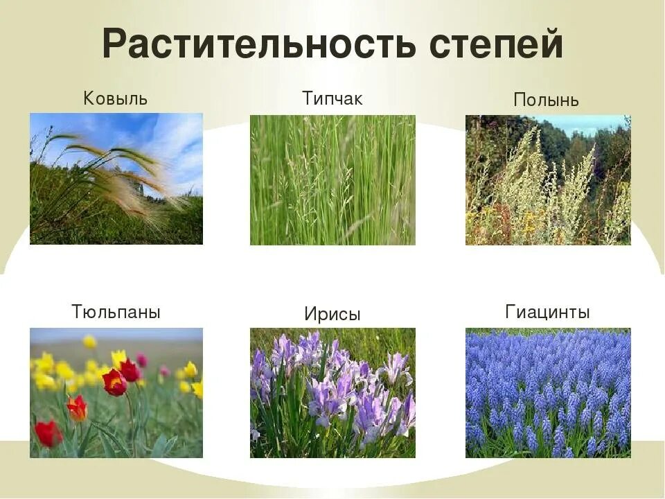 Какие цветы в степи