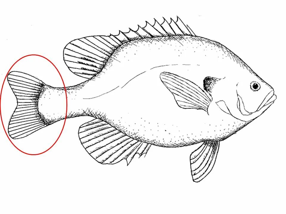 Рыба исключение. Рыба рисунок. Рис с рыбой. Зарисовки рыб. Рыба карандашом.