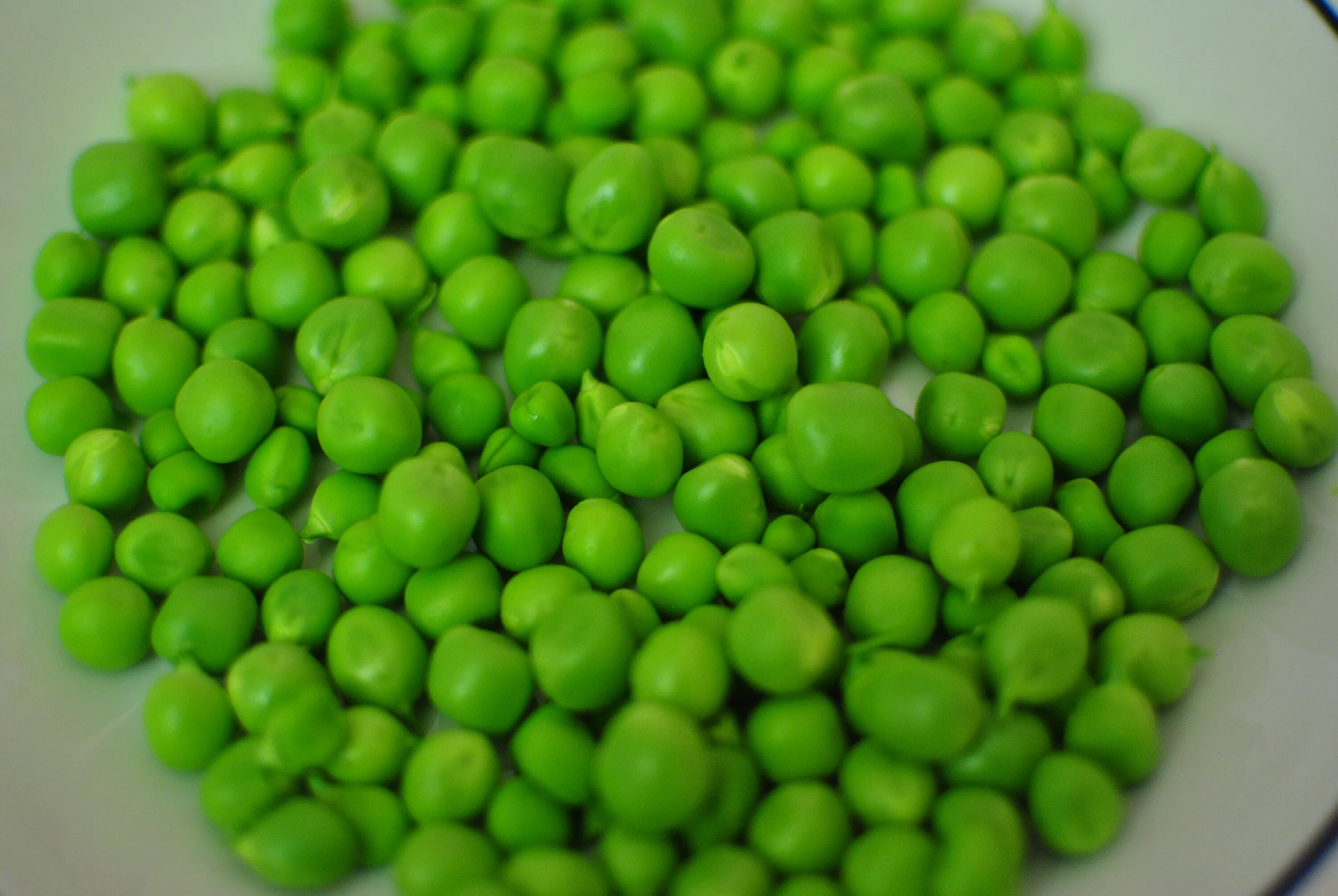 Горох. Green Peas. Сухая горошина. Горох твердый