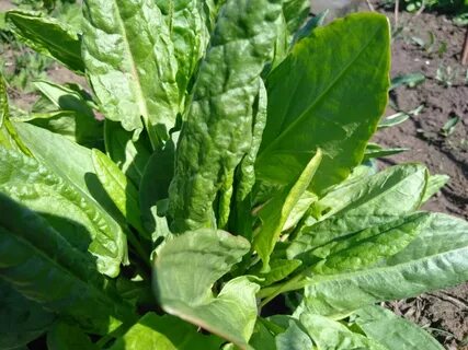 Щавель у девочек фото