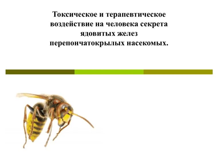 Почему пчелы относятся к насекомым. Ядовитые железы пчелы. Яды перепончатокрылых. Укусы перепончатокрылых. Пчелиный яд картинки для презентации.
