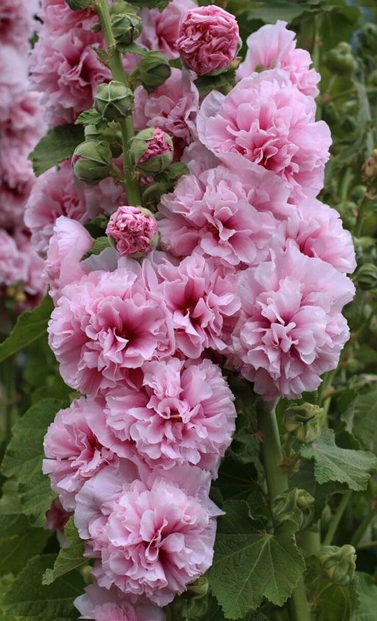 Мальва – Alcea rosea. Мальва махровая многолетняя.