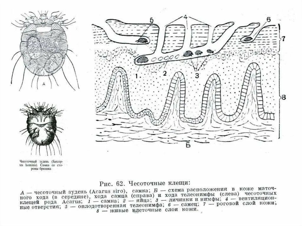 Цикл развития чесоточного клеща. Жизненный цикл чесоточного зудня. Sarcoptes scabiei.. Цикл развития чесоточного клеща схема. Чесоточный зудень жизненный цикл схема. Стадии развития чесоточного зудня.