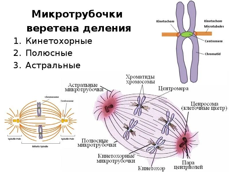 Кинетохорные микротрубочки. Структуры веретена деления эукариотической клетки. Виды микротрубочек веретена деления. Микротрубочки веретена деления. Аппарат деления клетки