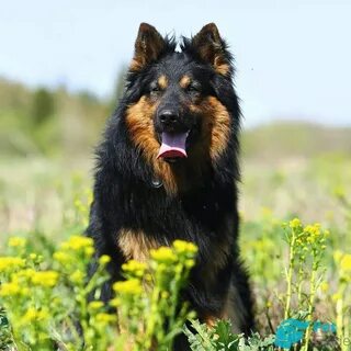 Овчарка породы пастушьих собак