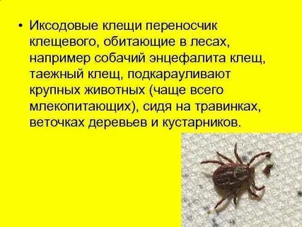 Таежный клещ является возбудителем энцефалита