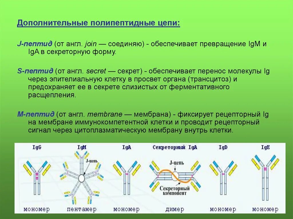 Антитела это. Молекулярная структура антител. Строение антитела. Полипептидная связь. Домены антител