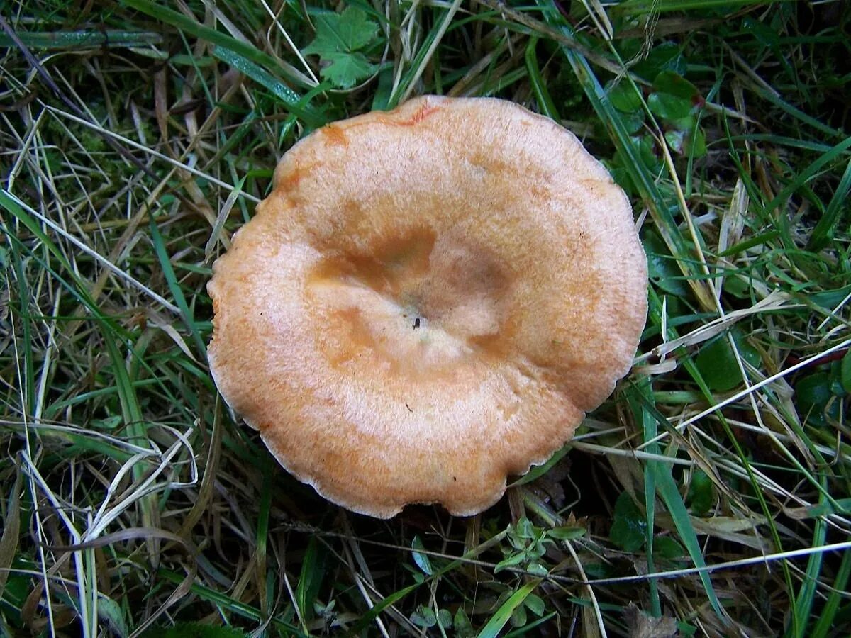 Красный груздь. Подмолочник молочай гриб. Краснушка (lactarius subdulcis). Красный груздь. Груздь оранжевый.