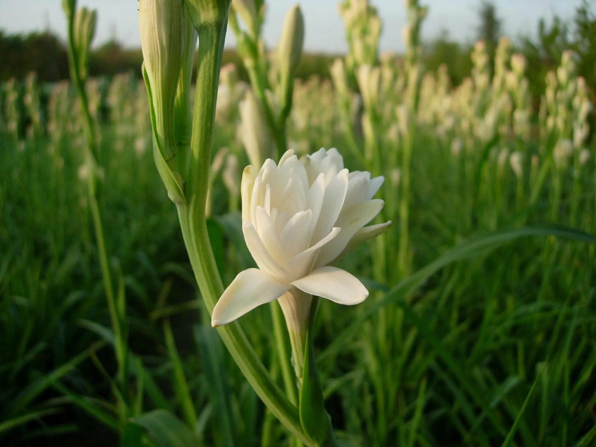 Tuberose. Полиантес Тубероза. Тубероза жемчуг. Полиантес Тубероза, (10 шт.). Тубероза Граса.