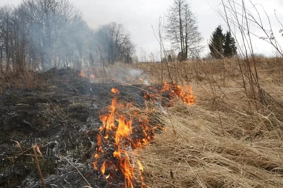 Пал травы. Трава лес пожар. Пал травы у леса. Травяные палы.