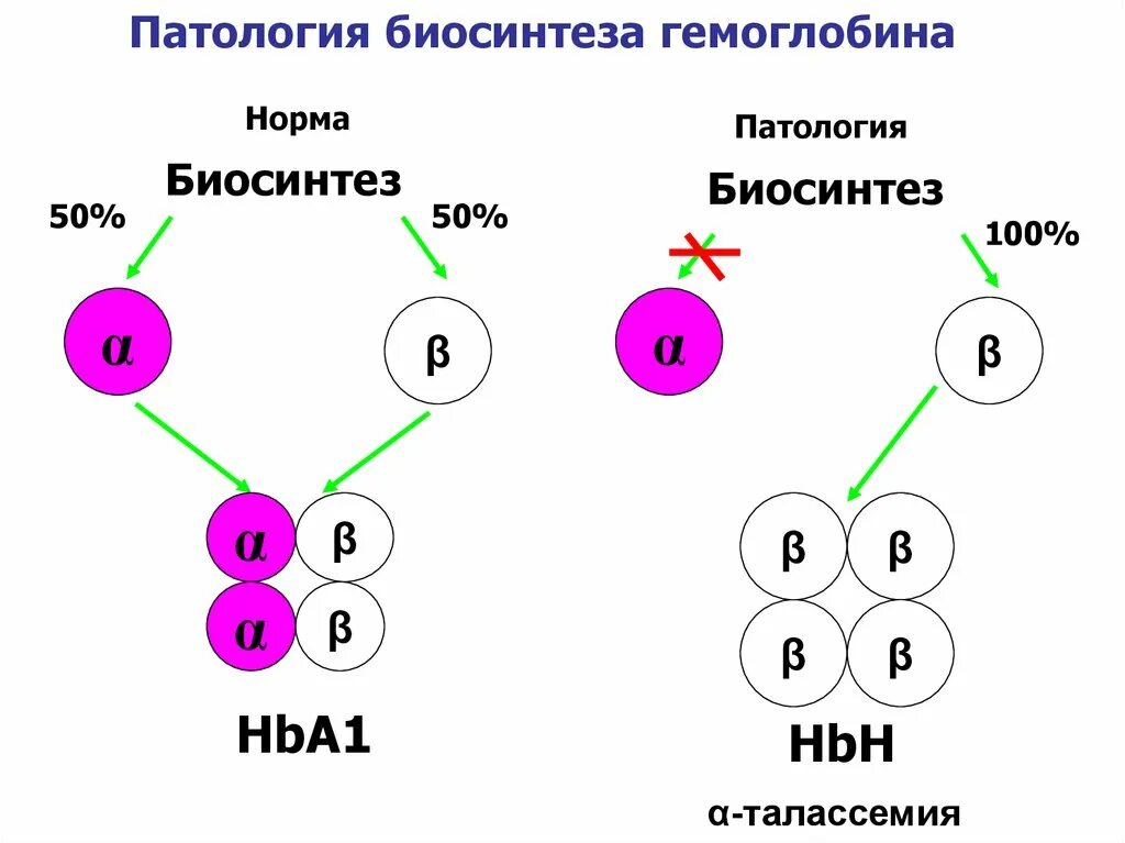 Биосинтез крови. Синтез гемоглобина в патологии. Биосинтез. Биосинтез гемоглобина биохимия. Биосинтез гемоглобина схема.