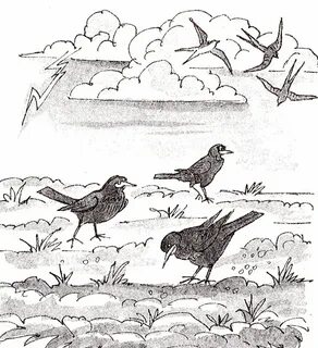 Грачи прилетели раскраска