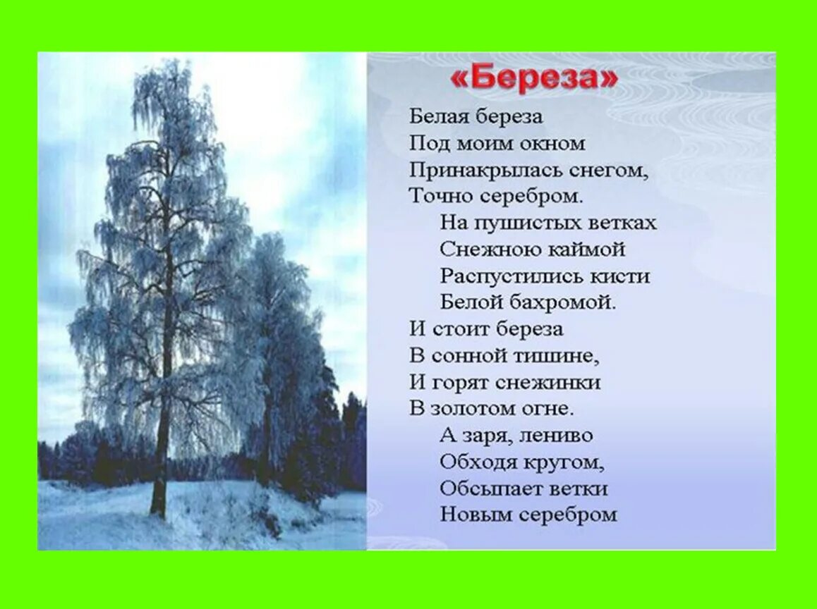 Тютчев береза. Стихотворение береза. Стихотворение белая береза. Белая берёза стих. Стихотворение Есенина белая береза.