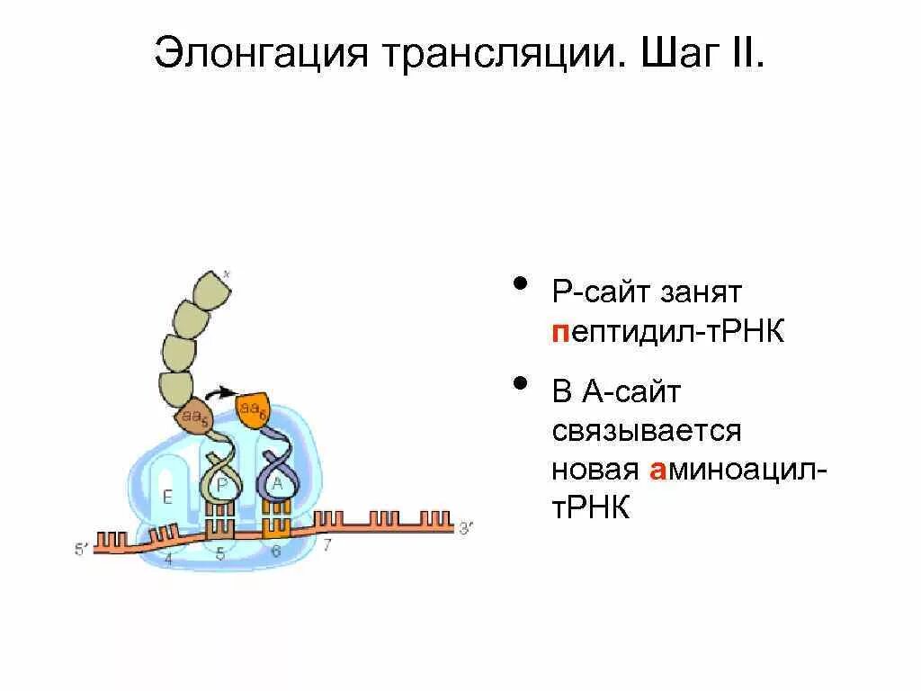 Биосинтез белка трансляция элонгация. Синтез белка трансляция элонгация\. Элонгация Биосинтез. Элонгация трансляции.