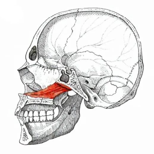 Сошник кость. Сошник кость черепа. Кости черепа сошник. Сошник анатомия человека. Сошник черепа анатомия.