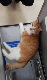 Кот собирайся