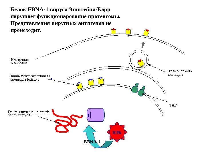 Virus капсидный белок. Антигены вируса Эпштейна-Барр. Вирус Эпштейна Барра патогенез. Жизненный цикл вируса Эпштейна. Жизненный цикл вируса Эпштейна-Барр.