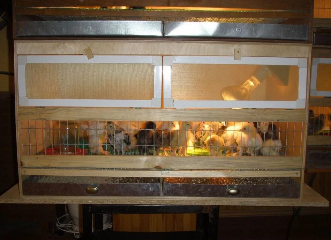 Брудер для цыплят бройлеров. Как сделать брудер своими руками. Как сделать брудер своими руками. Брудер для перепелов. Брудер (на 78 цыплят)(910*520*620).