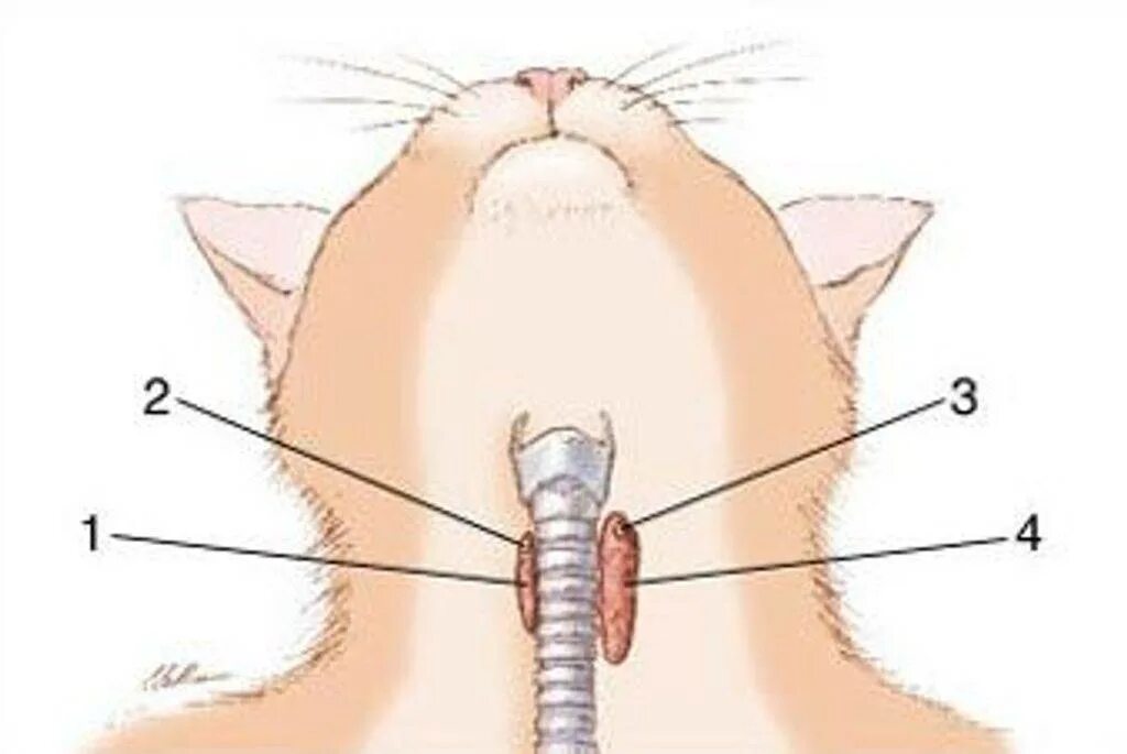 Щитовидная железа у кошек анатомия. Строение щитовидной железы у кошек. Строение гортани кошки. Строение щитовидной железы собаки. Увеличенные лимфоузлы у кота