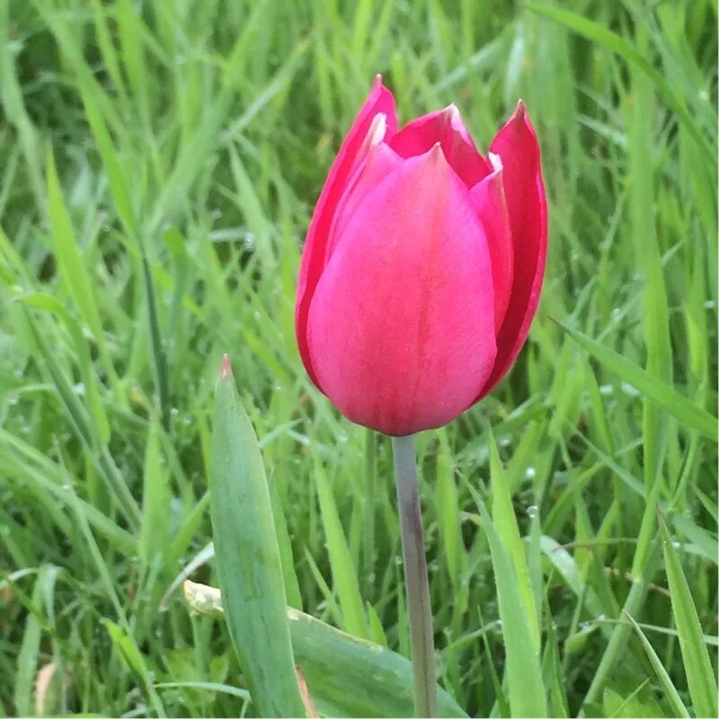 Тюльпан бендиго. Тюльпан зонтичный. Тюльпан муншайн. Тюльпан зонтичный. Тюльпан донато.