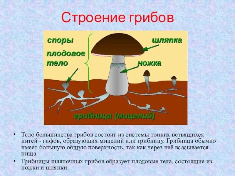 Изучение строения плодовых тел шляпочного гриба. Строение гриба. строение тела гриба. строение плодового тела гриба.
