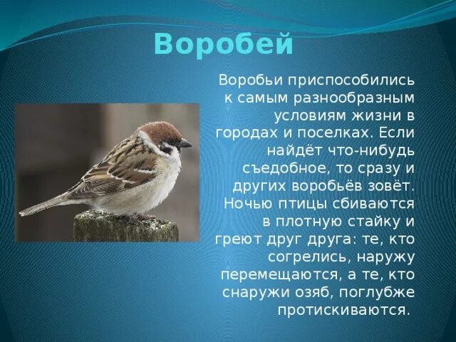 Воробей описание птицы для 1 класса. Рассказ про воробья. Доклад про воробья. Воробей описание для детей.