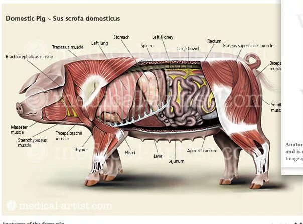 Артерия у свиньи где находится фото. Строение тела свиньи анатомия. Строение шеи свиньи. Внутреннее строение свиньи. Внутрение строение свиньи.