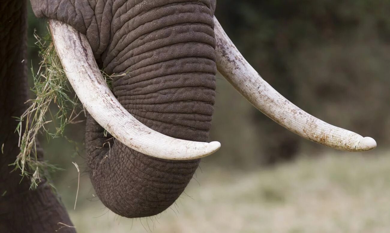 Бивни слона. Клыки слона. Слоновый бивень. Слон с рогами. Elephant tusks