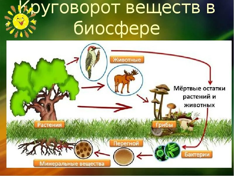 Модель круговорота веществ в природе 3 класс окружающий мир. Модель демонстрирующая круговорот веществ. Схема биологического круговорота веществ. Модель демонстрирующая круговорот веществ в природе.