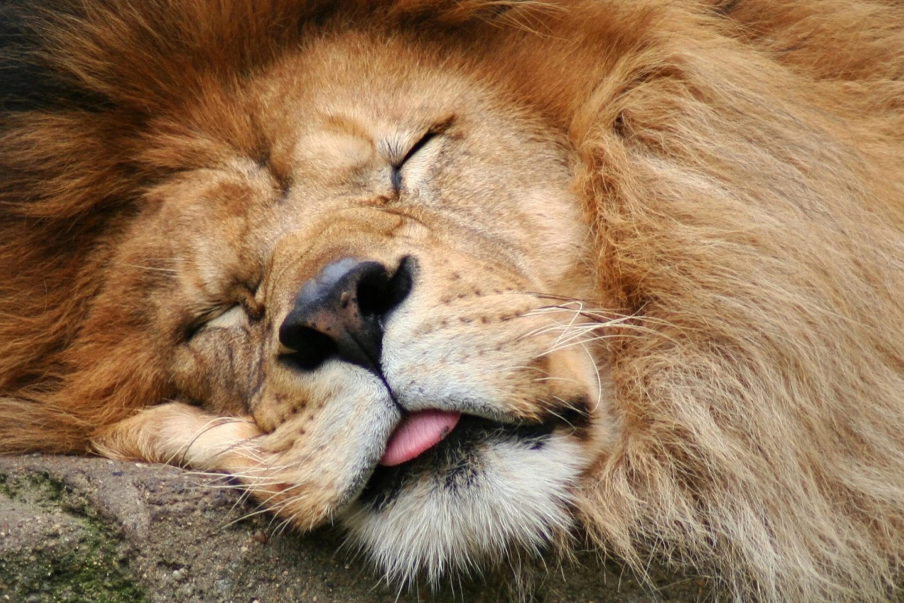 Скучающий лев. Лев спящий. Лев обои.