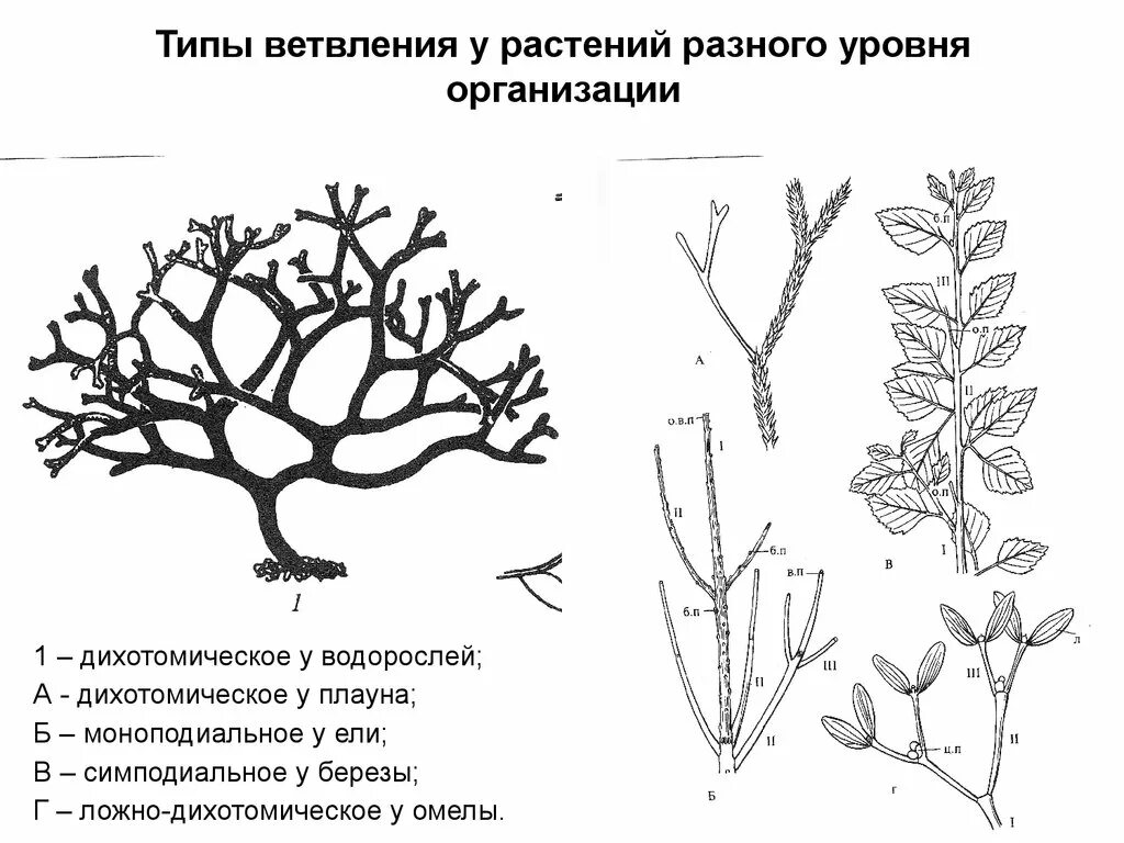 Нарастание растений. Дихотомически ветвящийся побег. Дихотомическое ветвление побега. Симподиальное ветвление. Дихотомическое ветвление стебля.