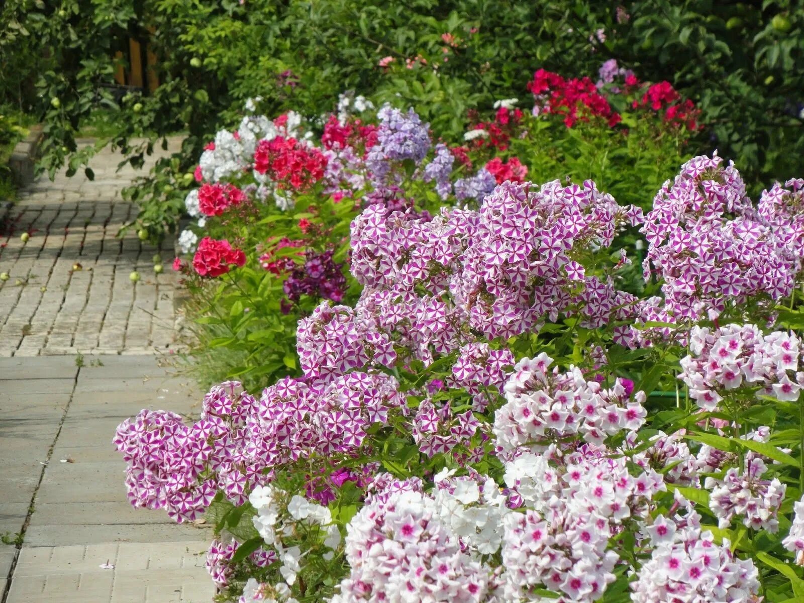 Какую температуру выдерживают флоксы. Флокс друммонда. флокс метельчатый на клумбе. флоксы друммонда многолетние. флокс древовидный.
