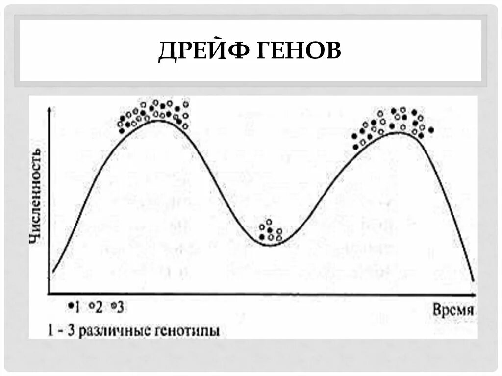 Причина случайных изменений генов. Дрейф генов. Дрейф генов картинки. Дрейф генов схема. Дрейф генов примеры.