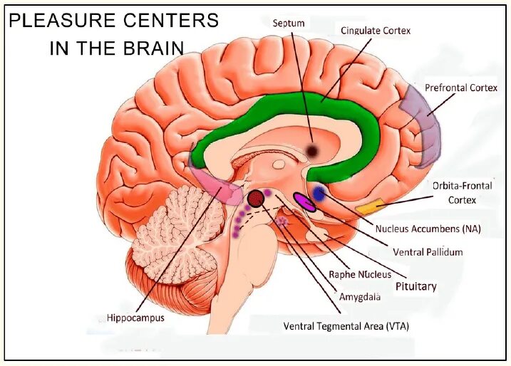 Центры удовольствия в мозге. Центры наслаждения в мозге. Ventral pallidum мозг. Зона удовольствия в головном мозге. Known pleasure