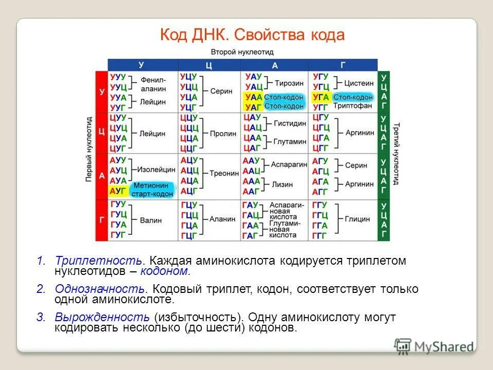 Таблица кодонов днк. Последовательность аминокислот в белке таблица. Характеристика генетического кода биохимия. Генетический код нуклеотиды таблица. Названия аминокислот таблица генетического кода.