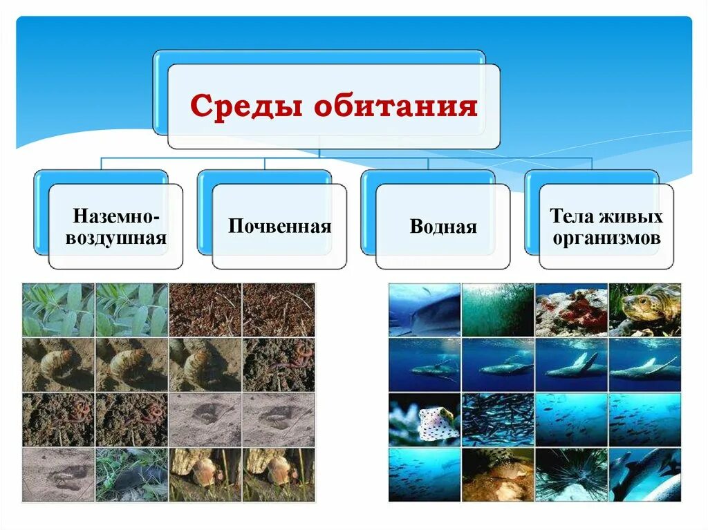 Количество воды в средах обитания. Среда обитания. Среды обитания организмов. Типы сред обитания. Среда обитания растений.