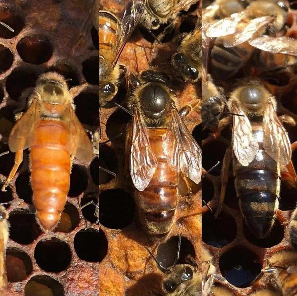 Различия пчел. Пчела Бакфаст. Матка Карника, Карпатка ,Бакфаст. Матка пчелы Бакфаст. Бакфаст Карника Карпатка.