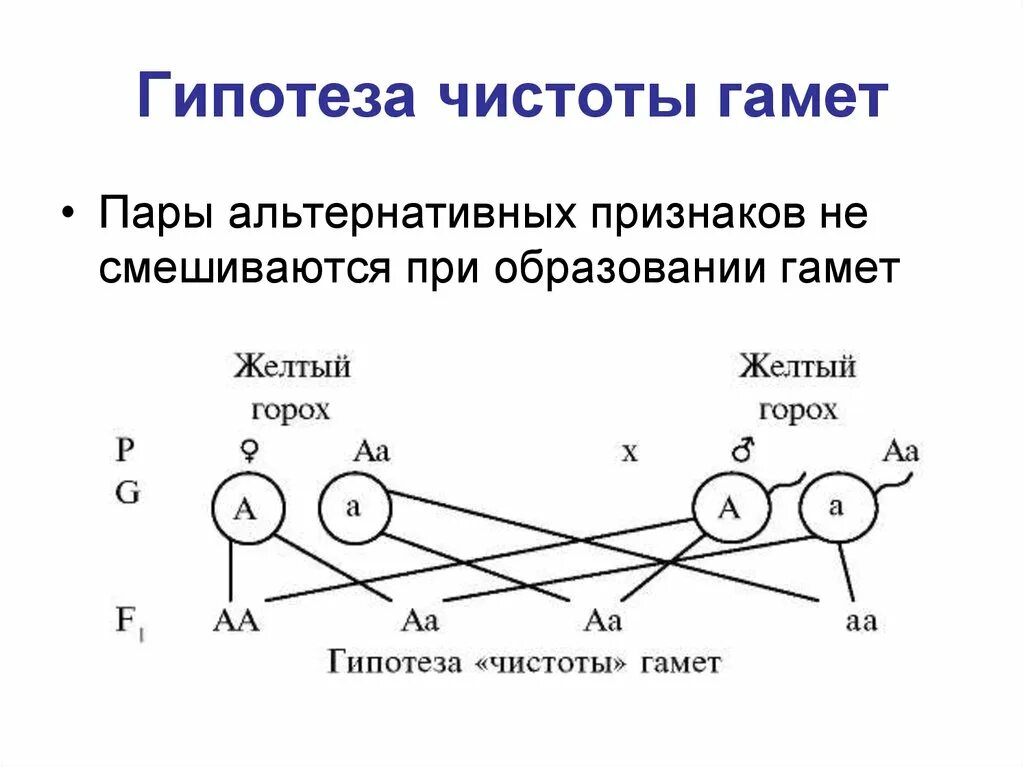 Наследственные задатки это. Закон гипотезы чистоты гамет. Гипотеза чистоты гамет менделя. Гипотеза чистоты гамет менделя. Цитологическое обоснование закона чистоты гамет.