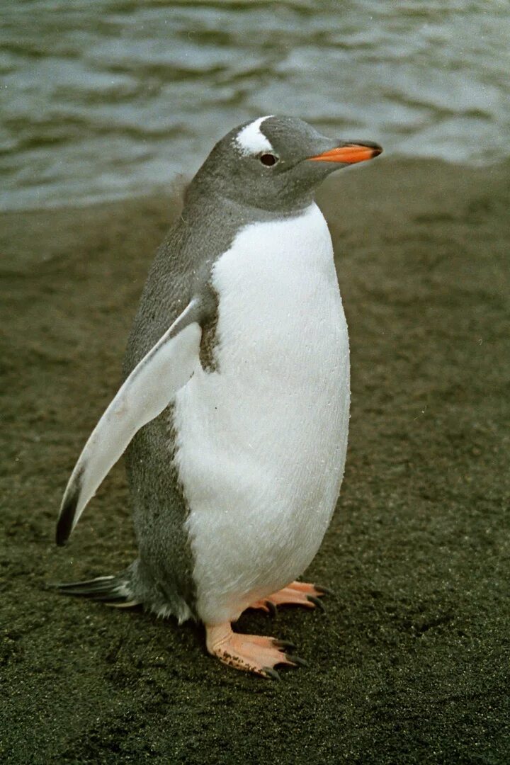 антарктический пейзаж и пингвины. чинстрап пингвин. антарктический пингвин. Penguin 8. пингвин резиновый игрушка.