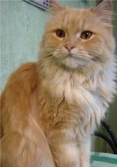 Полуперс полубританец. Полу перс. Дымчатый полуперс. Полу перс. Порода кошек полуперс.